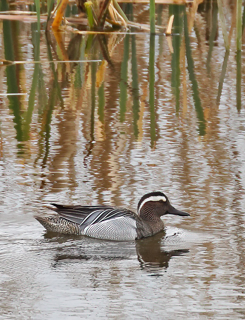 Garganey